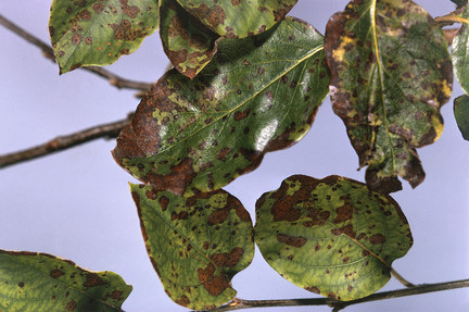 Quince leaf blight