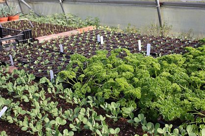 A collection of seedlings grown under cover at Rosemoor