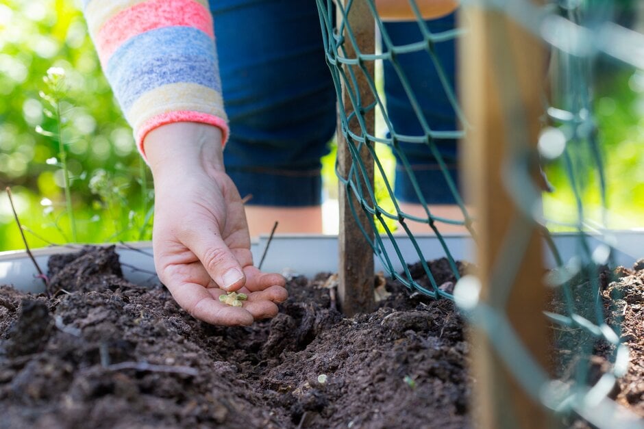 Mark’s take home top tips for budget gardening (231 kB)