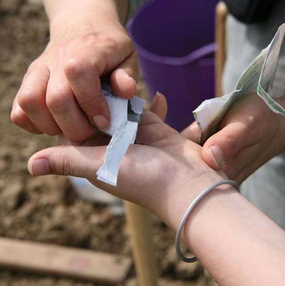 Sow annual seeds direct