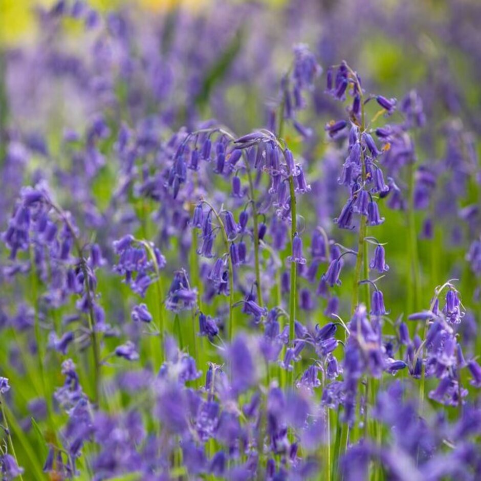 Bluebell Flowers - Growing Information For English And Spanish