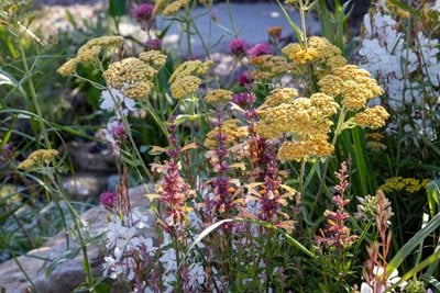 The Split Hazel Basketry Garden