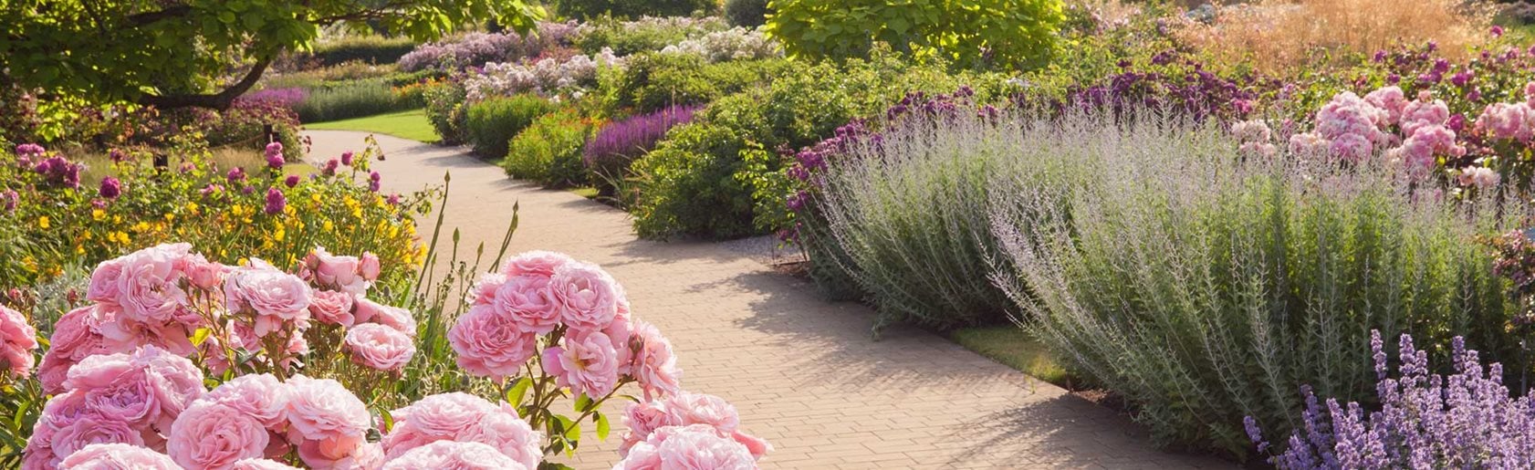 photograph of the garden