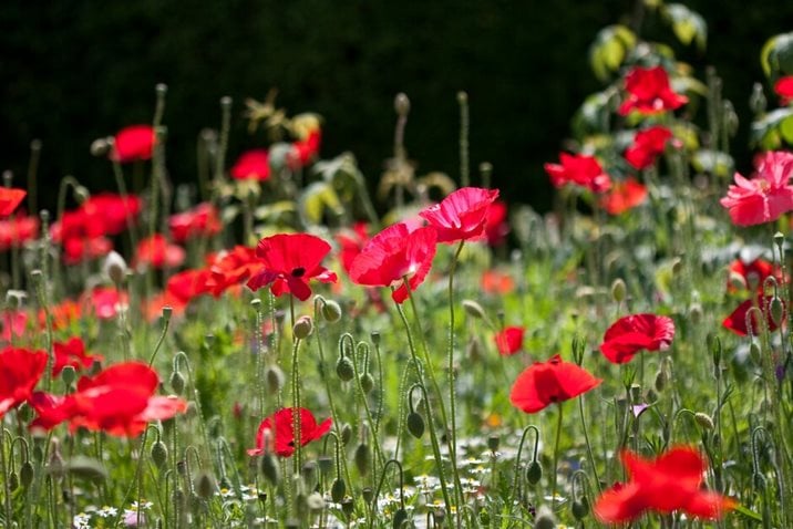 Sow seeds of annual wildflowers, such as poppies, for flowers in as little as six to eight weeks