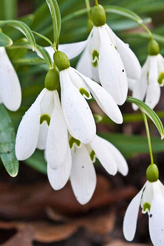 Snowdrops
