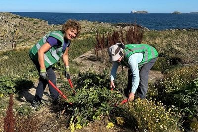 North Berwick in Bloom volunteers cutting mallow