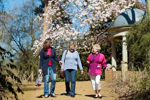 Visitors walk beneath flowering magnolia