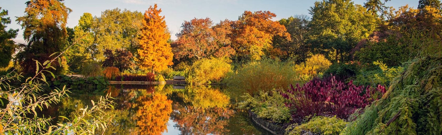 photograph of the garden