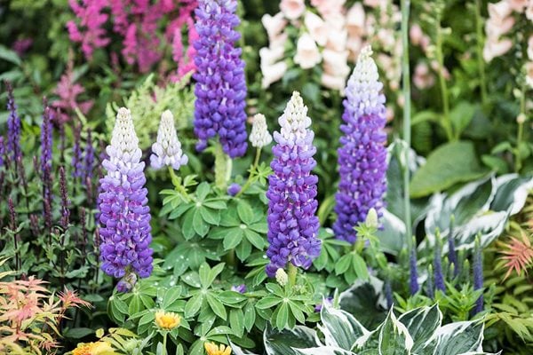 Discover lupins