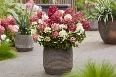Hydrangea paniculata GROUNDBREAKER RUBY