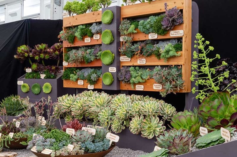 Surreal Succulents stand