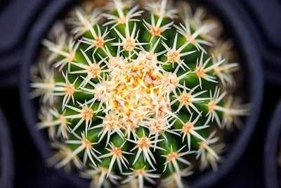 Cactus plant
