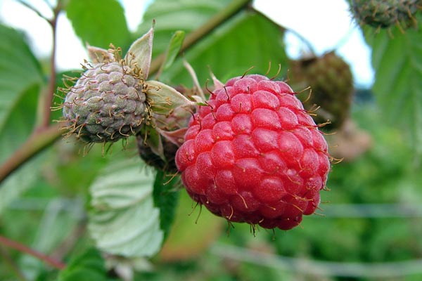 Picking raspberries: when and how to do it - Plantura