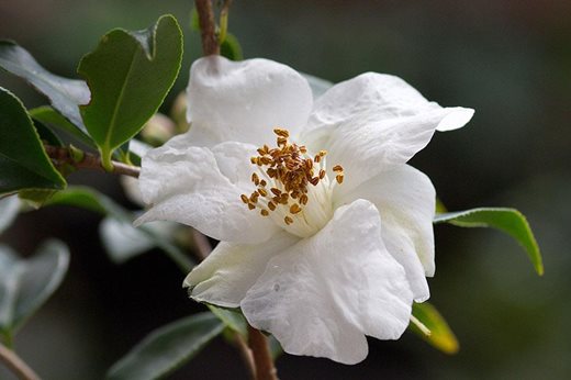 Camellia 'Cornish Snow'