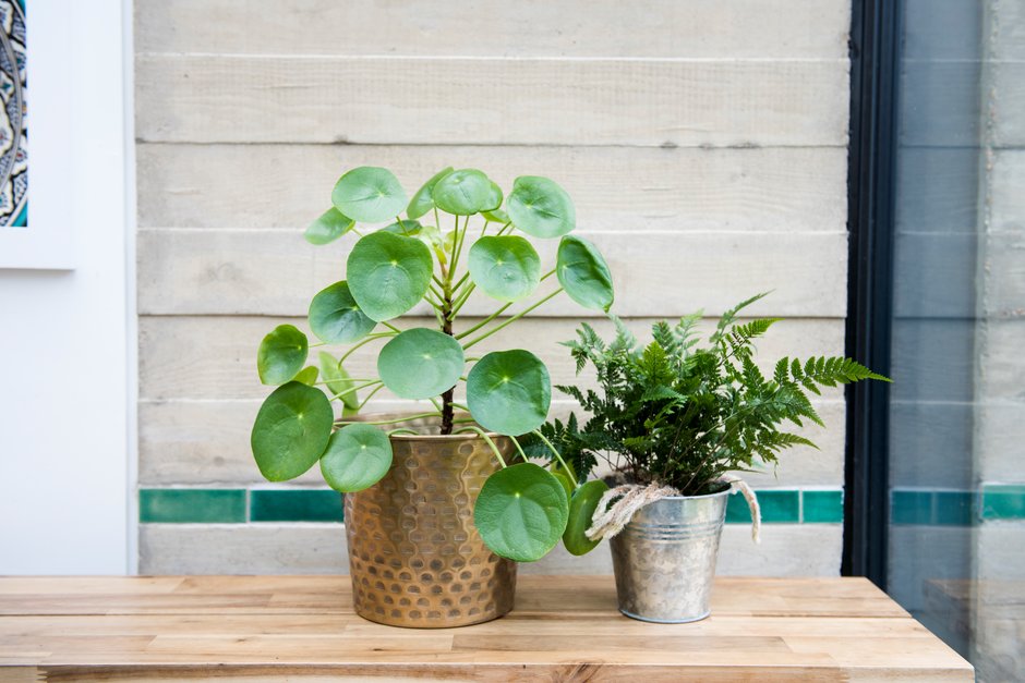 Best houseplants to give as gifts / RHS Gardening