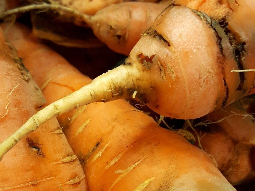 Carrot fly larvae tunnel into carrots, causing them to rot