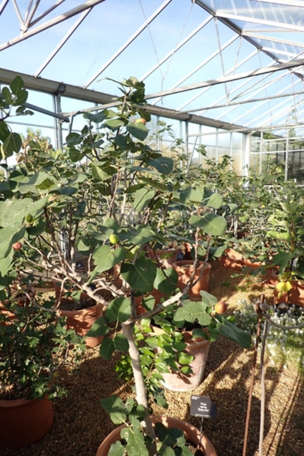 Part of the fig National Collection in a glasshouse at RHS Wisley