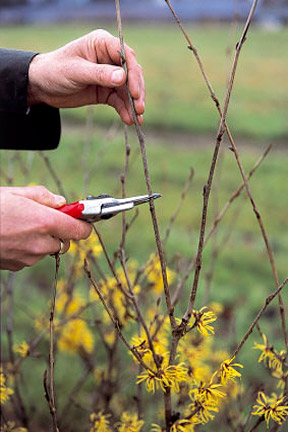 Shrubs Pruning Evergreens Rhs Gardening