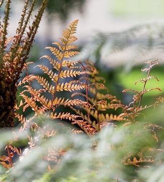 Ferns on the Fernatix display