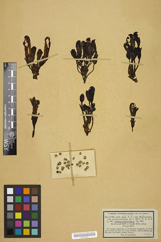 Lathraea clandestina herbarium specimen
