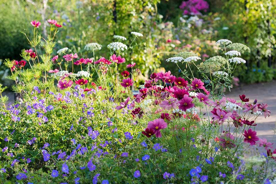 Discover annuals and biennials