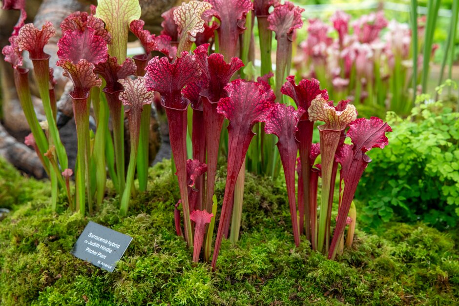 Peat-free case studies: Hampshire Carnivorous Plants / RHS Gardening