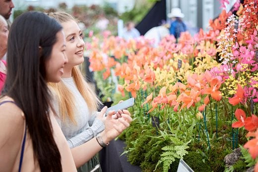Visitors admiring orchid displays