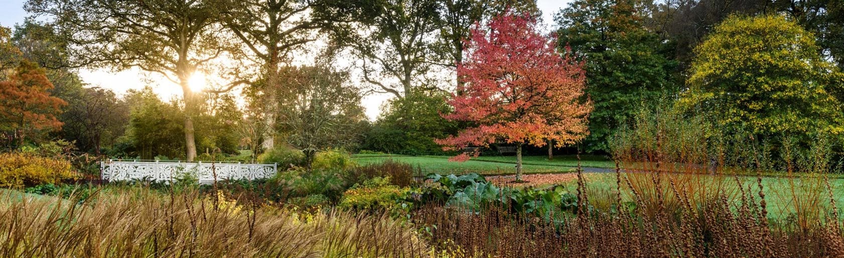 photograph of the garden