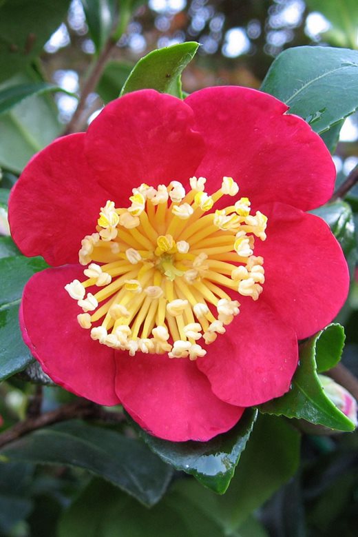Camellia vernalis 'Yuletide'