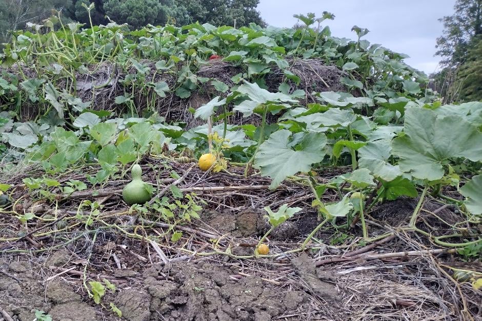 Pumpkins and squash growing on composting material at Great Dixter