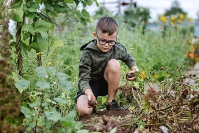 A child harvesting potatoes