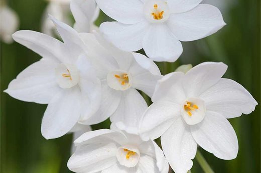 Narcissus papyraceus 'Ziva'