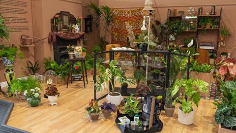 House Plants: A Long View