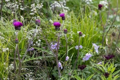 Planting in After the Rain border