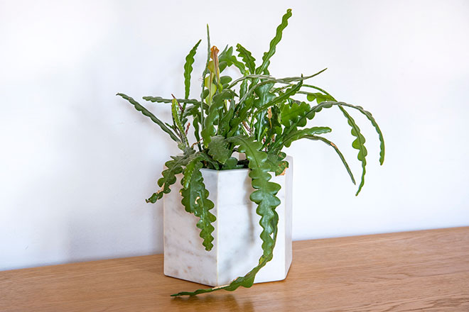 Moloch Epiphyllum Orchid Cactus Cutting – Orange/Red – Hanging Growth – Fast Growing