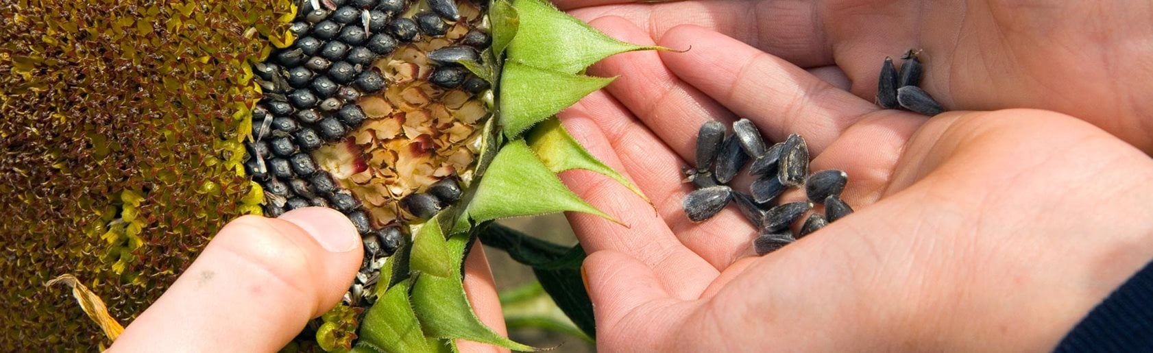 photograph of the garden