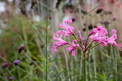 Pink nerine in a  border