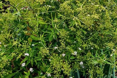 Skirret in flower on an allotment