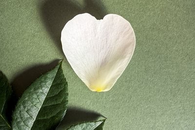 David Beckham Rose Petal