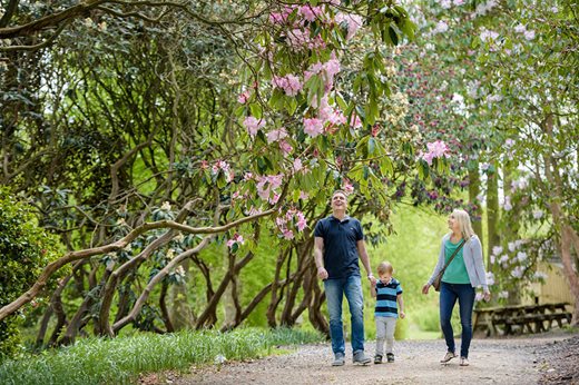 Visitors looking at rhododendrons in the woodland