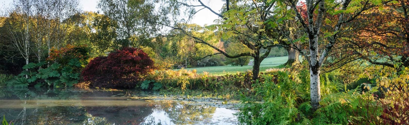 photograph of the garden