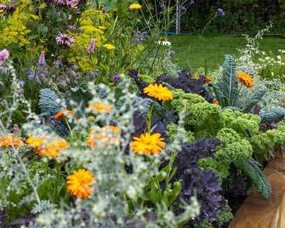 Discover the Long Border Avenue gardens at RHS Flower Show Wentworth ...