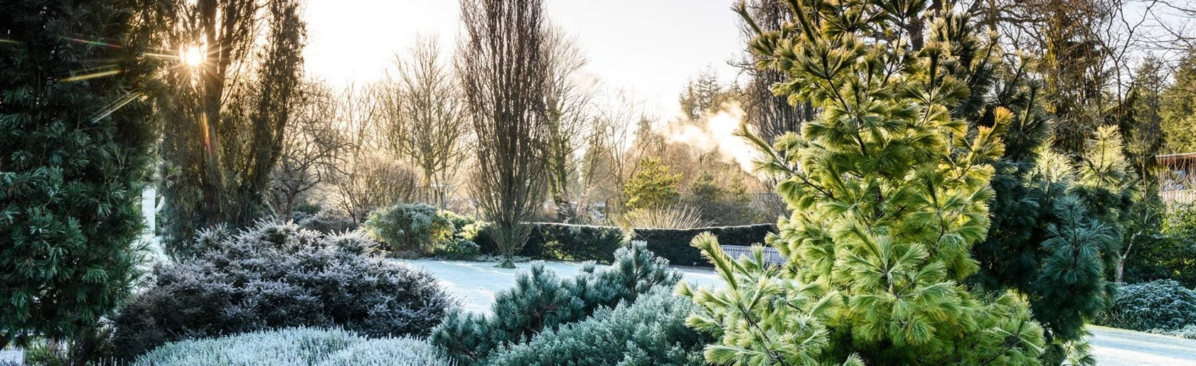 photograph of the garden