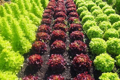 rows of red and green lettuces in trial bed