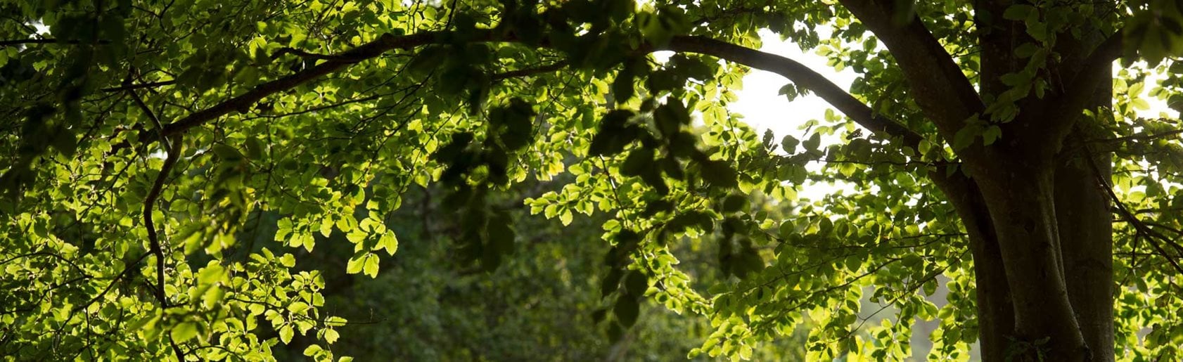 photograph of the garden