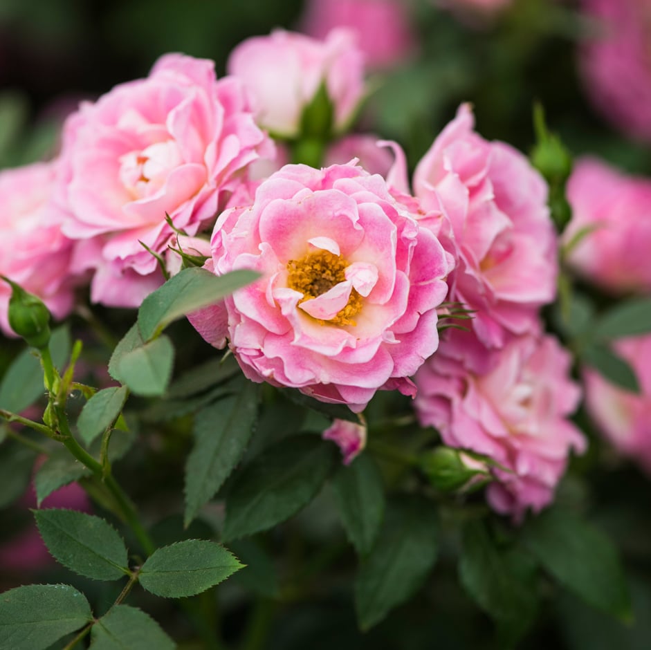 Patio rose: <i>Rosa</i> Lavender Siluetta