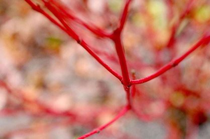 The bright red stems of Cornus alba 'Sibirica' look good whatever the weather