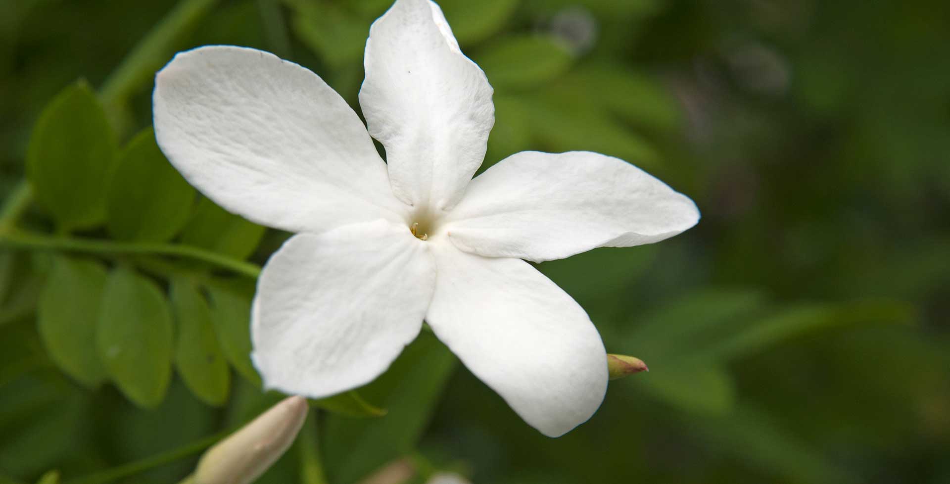 Jasmine / RHS Gardening