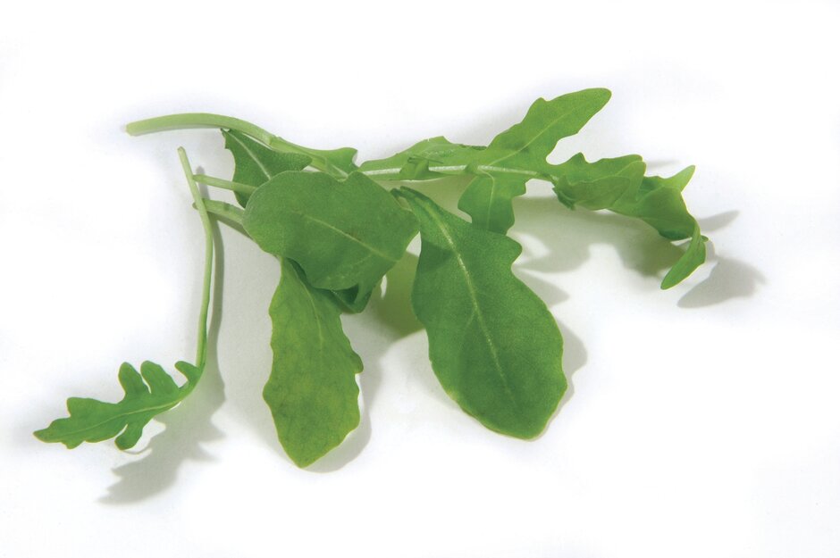 Rocket Lettuce The Rocket Salad Was To Blame AGROLAB GROUP