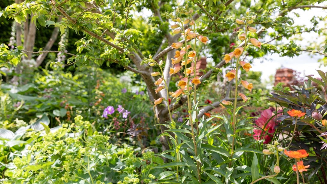 The Plant Heritage Missing Collector Garden